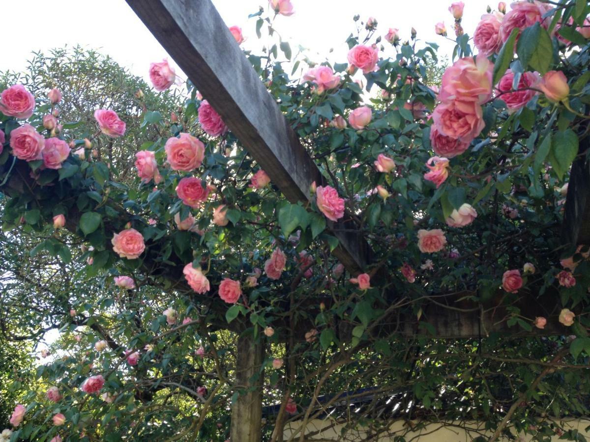גרייטאון Country Bliss Cottage מראה חיצוני תמונה
